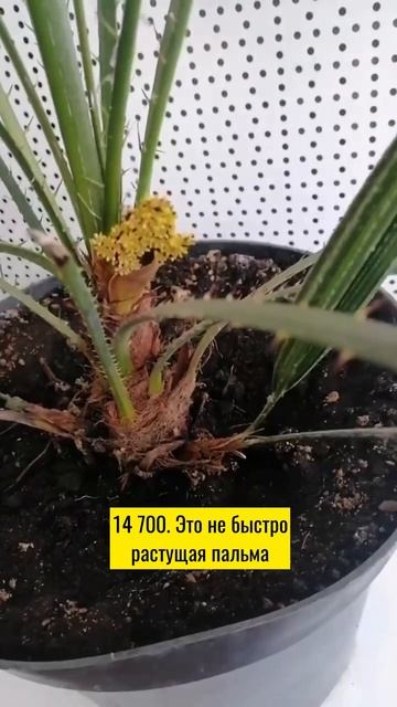 пальма Хамеропс