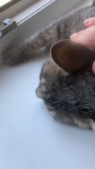 🐾 Устал Дейлюша, утомился😅