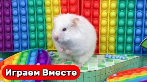 Лабиринт для Хомяка 🐹 БОЛЬШОЙ ПОПИТ лабиринт для Умного Хомяка с ЛОВУШКАМИ ! Выбираемся вместе !
