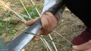 Harvesting Bamboo Shoots to Bring Home For the Pigs - How to Make a Bamboo Trellis | Trieu Mai Huong