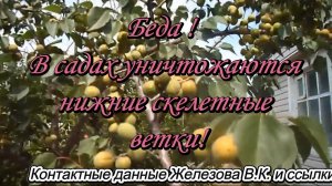 Беда !  В садах уничтожаются нижние скелетные ветки!