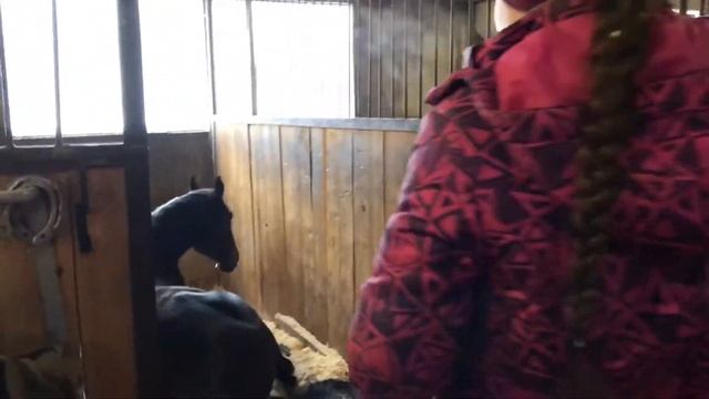 Очередной день с лошадьми! Пася нашел друга? смотреть онлайн