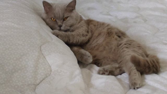 Aya_sleep