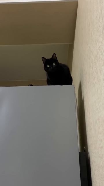 Странные привычки кошки 🐈⬛ #питомцы #cat #котики #кошка #кот смотреть онлайн