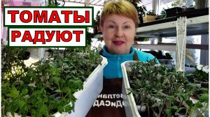 Взошли все 60 сортов Томатов. Надо пикировать. Что подсыпать от болезней_ Какие стаканы применяю_