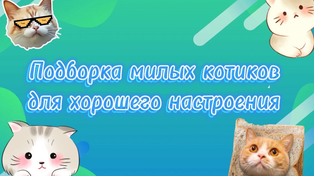 Подборка милых котиков