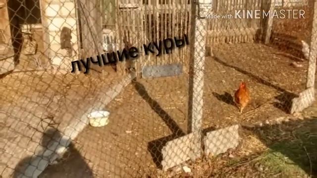 Домашние куры