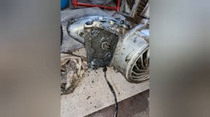 реанимации муравья