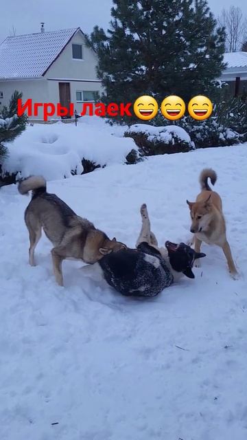 ИГРЫ ЗВЕРОВЫХ ЛАЕК. #охота #hunting #hunter