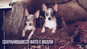 Мои собаки и их родители – неожиданные сходства! 🏅🐕