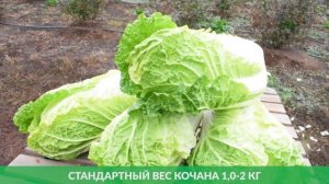 Капуста пекинская. Капелла F1