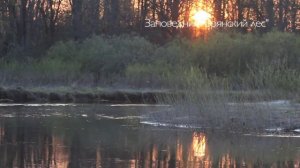 Весна в лесу. Май месяц. Пробуждение природы.