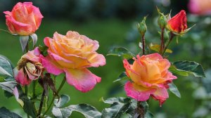 Я встретил розу 🌹