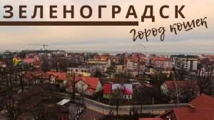 Зеленоградск. Город кошек.