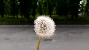 4368118-hd_1920_1080_30fps