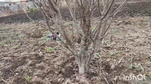 омоложения плодовых деревьев