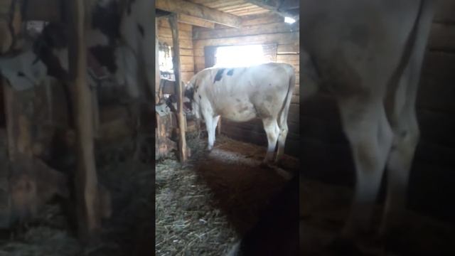 у нас бык родился смотреть онлайн