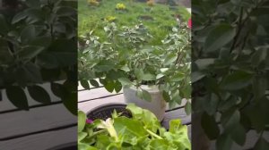 Петуния ампельная Изи Вейв блю