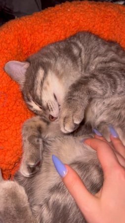 Сладко спящий котик 🐱