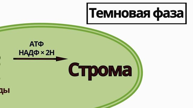 Фотосинтез Растений