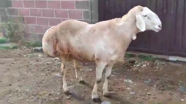 афган кочкор сатылат баасы 30000 миң сом смотреть онлайн