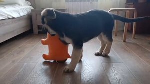 Щенок ВЕО