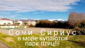 Сочи Имеретинка Купаются! Пляж. Пешком по Сириусу. Парк Птиц Восторг