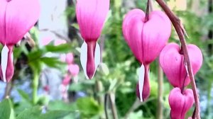 Дицентра, аквилегия и лаконос