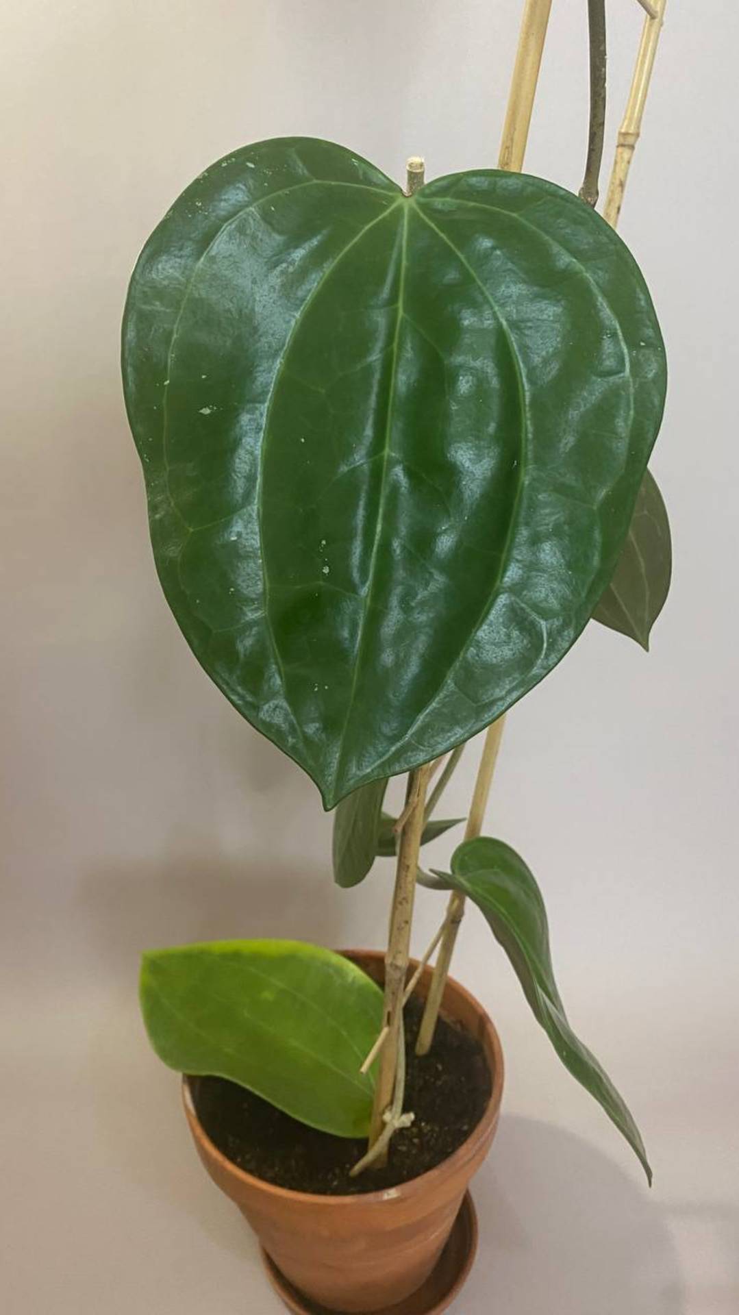ХОЙЯ ЛАТИФОЛИЯ / HOYA LATIFOLIA / ПРИРОДНИК#hoya #хойя #plants