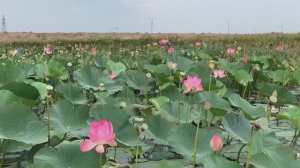 Ахтанизовская - край лотосов и вулканов.