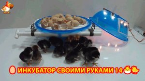 Инкубатор своими руками из подручных материалов и результат инкубации🥚🐣🐤 вариант (14)