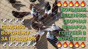 🎉🎉🎉 Спасибо Воронежу за праздник! Весенняя сборная ярмарка голубей в г.Воронеж. Pigeons Fair.
