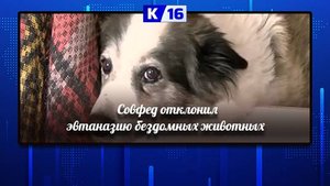 Комитеты Совета Федерации отклонили законопроект об эвтаназии бездомных животных