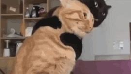 Классное видео о рыжем коте-115 выпуск.