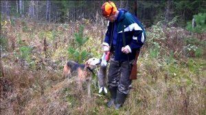 Охота на зайца с русской гончей Аргоном ВПКОС 6351/22 вл. Шатров В.А.#охота#собака #топ #hunting