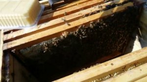 СОЛНЕЧНАЯ ПАСЕКА  осмотр и первая жидкая подкормка семьи в Солнечном улье 24 марта 2025