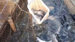 зарыбление