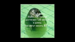 топ 5 фактов о тюленях