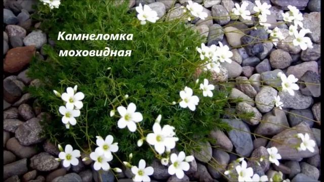 Первые весенние цветы Крыма.  Вальс цветов.