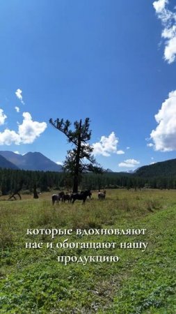 За чистейшей глиной, целебной смолой и дикоросами — в сердце нетронутой природы. Княгинюшка #алтай