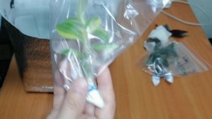 14 марта 2025г. Новые цветы в коллекцию. Распаковка посылки.