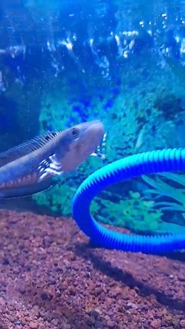Performa sempurna... "Channa pulchra blue" #short #ikan #viral #channa