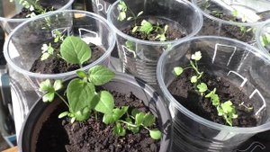 В сельдерее вырос сорняк?