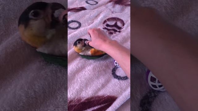 Каик играет смотреть онлайн