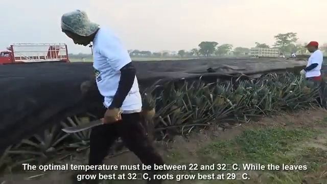 Awesome Pineapple Cultivation - Pineapple Farm and Harvest Agriculture Technology