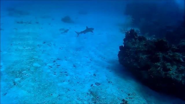 The sandbar Shark - Lo Squalo grigio смотреть онлайн