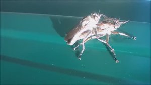 Насекомые размножаются