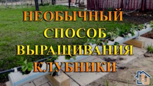 Необычный способ выращивания клубники