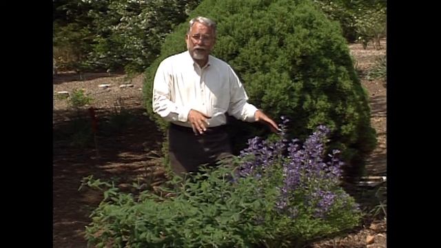 Almanac Gardener Featuring J. C. Raulston - Baptisia смотреть онлайн