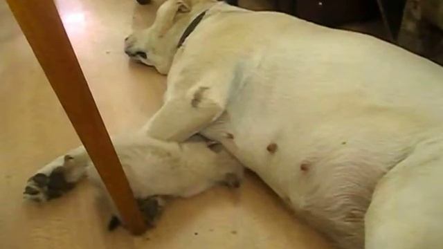 Масяня и Джесси.avi смотреть онлайн